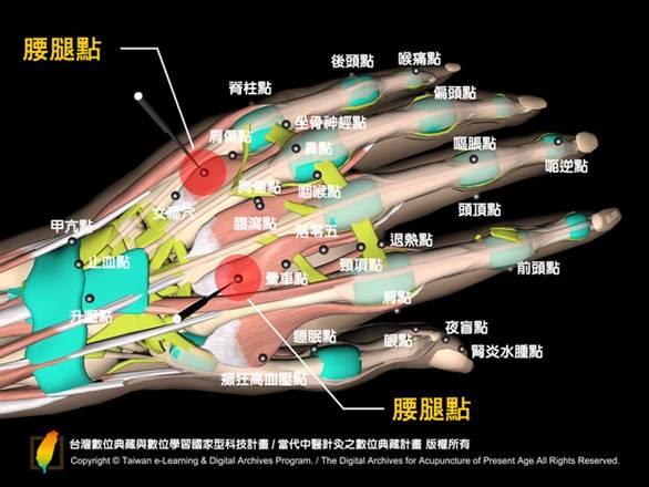HdNw1腰腿點-back-muscle-d.png
